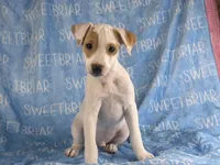 Pistol JRT, a male Parson Russell Terrier for sale in Birmingham, AL – 2 of 8