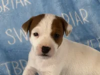 Petey JRT, a male Parson Russell Terrier for sale in Birmingham, AL – 2 of 6