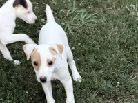 Pistol, a male Jack Russell Terrier for sale in Birmingham, AL – 7 of 9