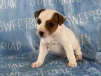 Porter , a male Jack Russell Terrier for sale in Birmingham, AL – 3 of 5