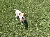 Porter , a male Jack Russell Terrier for sale in Birmingham, AL – 4 of 4