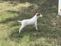 Petey JRT, a male Parson Russell Terrier for sale in Birmingham, AL – 9 of 9