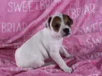 Poppy , a female Jack Russell Terrier for sale in Birmingham, AL – 5 of 5