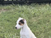Piper , a female Parson Russell Terrier for sale in Birmingham, AL – 5 of 7