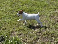 Ryder JRT , a male Parson Russell Terrier for sale in Birmingham, AL – 10 of 10