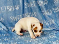 Patch JRT, a male Parson Russell Terrier for sale in Birmingham, AL – 6 of 6