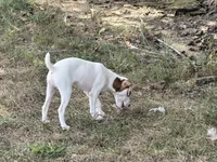 Porter JRT, a male Parson Russell Terrier for sale in Birmingham, AL – 4 of 5