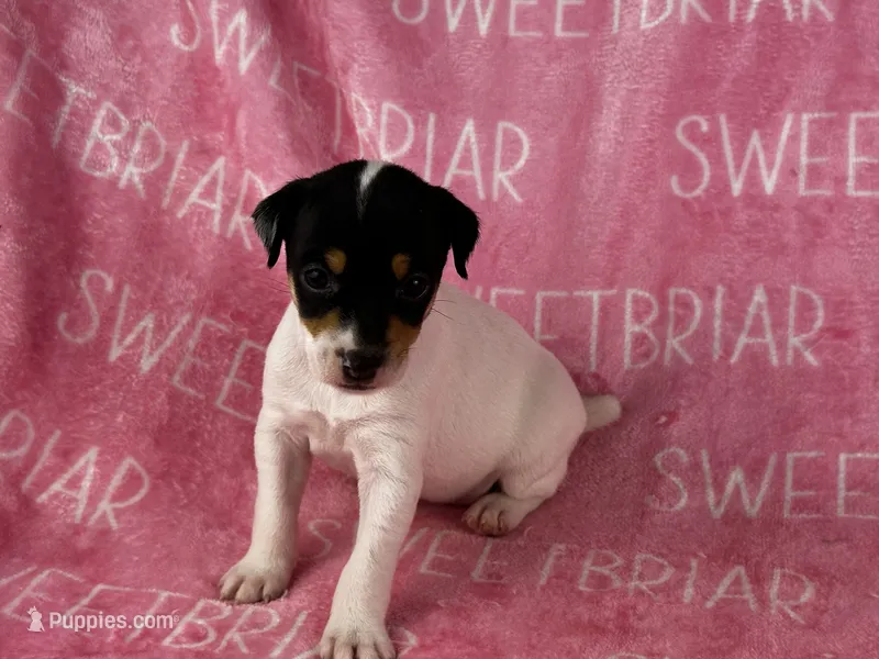 Stella – Jack Russell Terrier puppy for sale in Birmingham, AL
