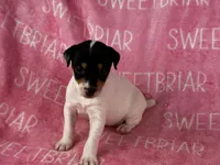 Stella, a female Jack Russell Terrier for sale in Birmingham, AL – 2 of 6