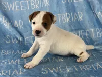 Petey, a male Jack Russell Terrier for sale in Birmingham, AL – 5 of 5