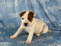 Petey JRT, a male Parson Russell Terrier for sale in Birmingham, AL – 3 of 6
