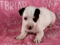 Piper , a female Parson Russell Terrier for sale in Birmingham, AL – 3 of 6