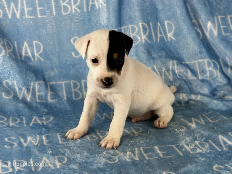 Sawyer  – Jack Russell Terrier puppy for sale in Birmingham, AL