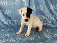 Sawyer , a male Jack Russell Terrier for sale in Birmingham, AL – 2 of 6
