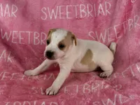 Dixie JRT, a female Parson Russell Terrier for sale in Birmingham, AL – 3 of 7