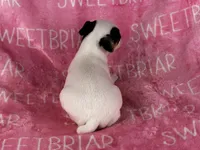 Gabby JRT, a female Parson Russell Terrier for sale in Birmingham, AL – 5 of 6