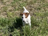 Ryder JRT , a male Parson Russell Terrier for sale in Birmingham, AL – 7 of 10