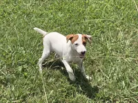 Petey, a male Jack Russell Terrier for sale in Birmingham, AL – 4 of 9