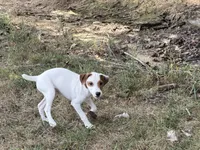 Porter JRT, a male Parson Russell Terrier for sale in Birmingham, AL – 3 of 5
