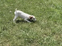 Porter JRT, a male Parson Russell Terrier for sale in Birmingham, AL – 2 of 5
