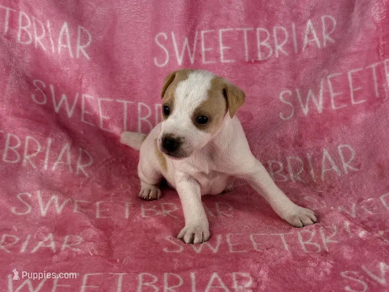 Dixie JRT – Parson Russell Terrier puppy for sale in Birmingham, AL