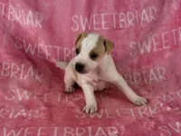Dixie JRT, a female Parson Russell Terrier for sale in Birmingham, AL – 1 of 7