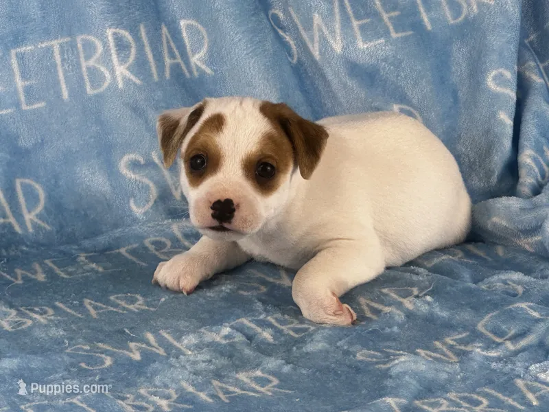 Patch JRT – Parson Russell Terrier puppy for sale in Birmingham, AL
