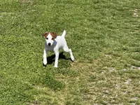 Ryder JRT , a male Parson Russell Terrier for sale in Birmingham, AL – 8 of 10