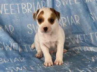 Patch, a male Jack Russell Terrier for sale in Birmingham, AL – 3 of 7