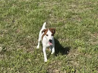 Ryder JRT , a male Parson Russell Terrier for sale in Birmingham, AL – 2 of 10