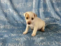 Pistol, a male Jack Russell Terrier for sale in Birmingham, AL – 4 of 6