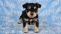 Bowser, a male Miniature Schnauzer for sale in Birmingham, AL – Photo 5 of 7
