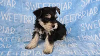 Bowser, a male Miniature Schnauzer for sale in Birmingham, AL – Photo 6 of 7