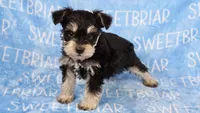 Bowser, a male Miniature Schnauzer for sale in Birmingham, AL – Photo 2 of 7
