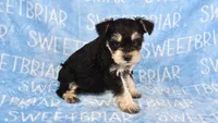 Bowser, a male Miniature Schnauzer for sale in Birmingham, AL – Photo 3 of 7