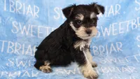 Bowser, a male Miniature Schnauzer for sale in Birmingham, AL – Photo 7 of 7