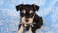 Bowser, a male Miniature Schnauzer for sale in Birmingham, AL – Photo 1 of 7
