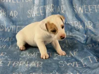 Pistol, a male Jack Russell Terrier for sale in Birmingham, AL – 5 of 6
