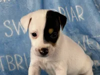 Sawyer JRT, a male Parson Russell Terrier for sale in Birmingham, AL – 2 of 6