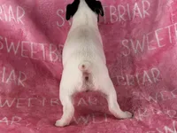 Stella, a female Jack Russell Terrier for sale in Birmingham, AL – 4 of 6