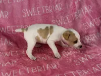 Dixie JRT, a female Parson Russell Terrier for sale in Birmingham, AL – 7 of 7
