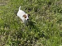 Raider JRT, a male Parson Russell Terrier for sale in Birmingham, AL – 5 of 7