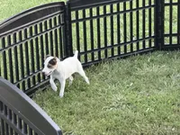 Piper , a female Jack Russell Terrier for sale in Birmingham, AL – 6 of 6