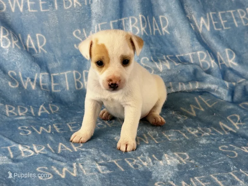 Pistol JRT – Parson Russell Terrier puppy for sale in Birmingham, AL