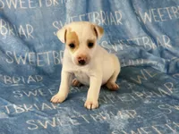 Pistol JRT, a male Parson Russell Terrier for sale in Birmingham, AL – 1 of 6