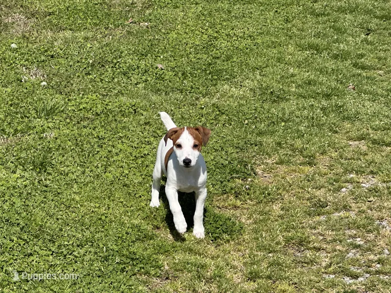 Ryder JRT  – Parson Russell Terrier puppy for sale in Birmingham, AL
