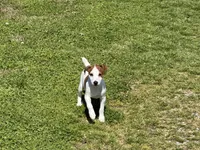 Ryder JRT , a male Parson Russell Terrier for sale in Birmingham, AL – 4 of 10