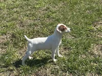Raider JRT, a male Parson Russell Terrier for sale in Birmingham, AL – 3 of 7