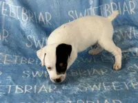 Sawyer JRT, a male Parson Russell Terrier for sale in Birmingham, AL – 4 of 6