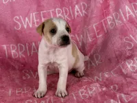 Dixie JRT, a female Parson Russell Terrier for sale in Birmingham, AL – 5 of 7